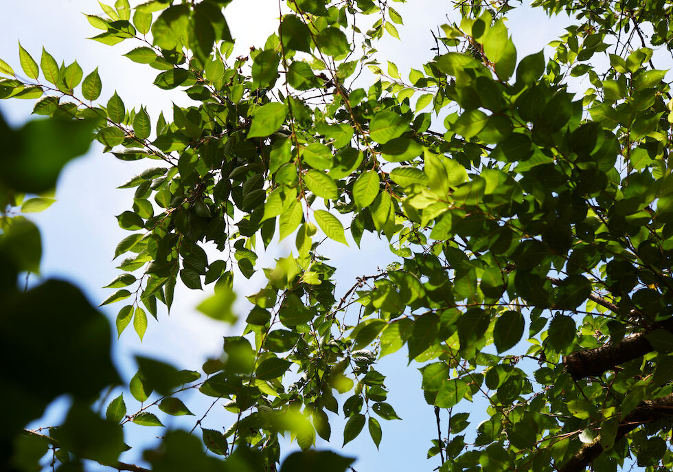 Green cherry leaves against a bright blue sky
